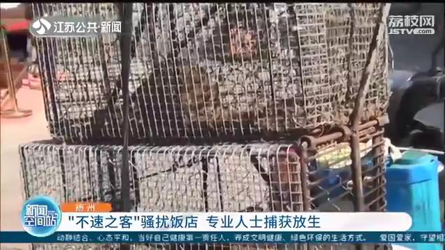 「放生」专业人士捕获放生 一对“不速之客”骚扰饭店