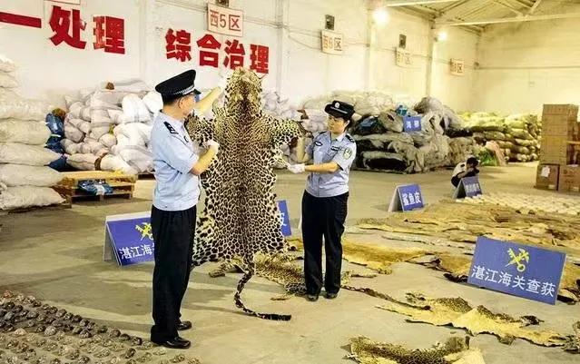 我们不是“药神”！有多少野生动物毁于“被入药”？