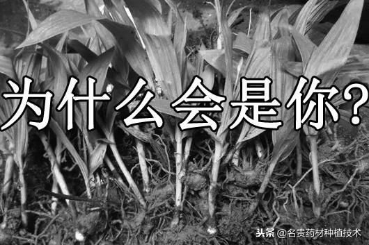 中藥材種植加盟合作，免費(fèi)供種保價(jià)回收，這樣的騙局怎么會(huì)找上你