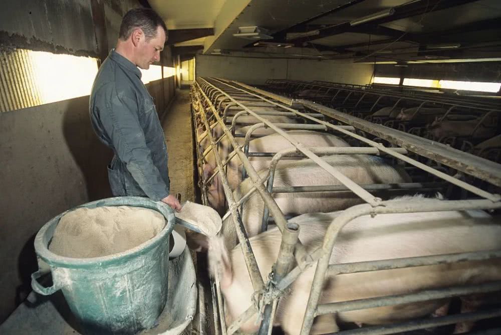 “全进全出”生猪养殖管理模式好处多，猪场实