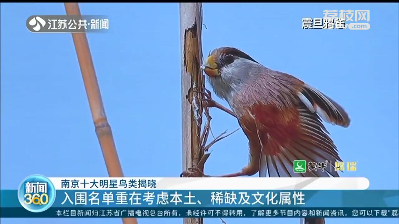 南京推选十大明星鸟类 震旦鸦雀领衔入围名单
