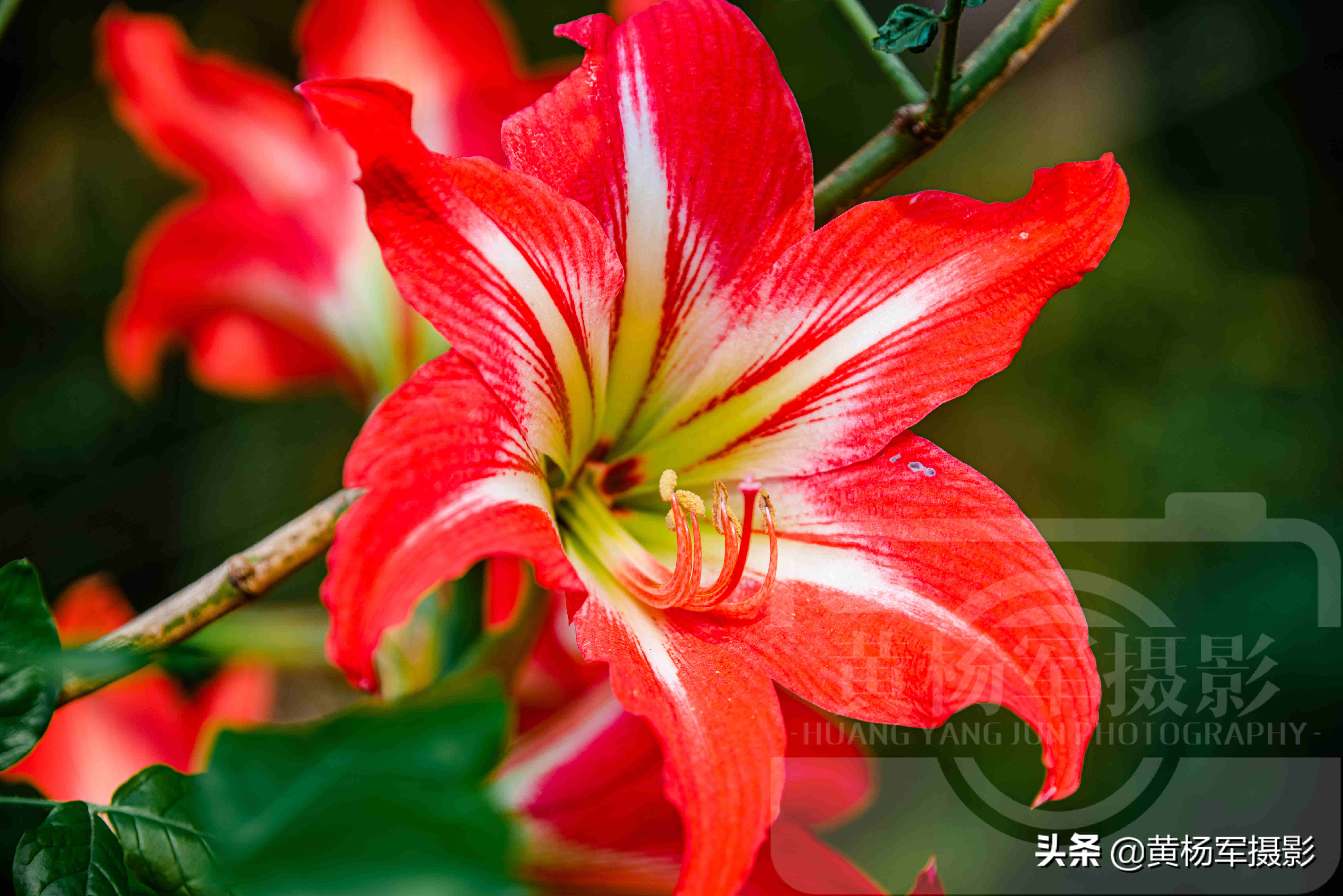 陽光下美麗綻放的朱頂紅花 紅艷嬌美的花朵絢爛迷人 春花極美 Mp頭條