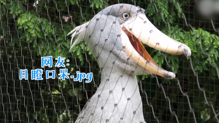 Contemporary youth " sociality dies " incident is admired greatly, netizen: Want ashamedly to dig a ground to seam...