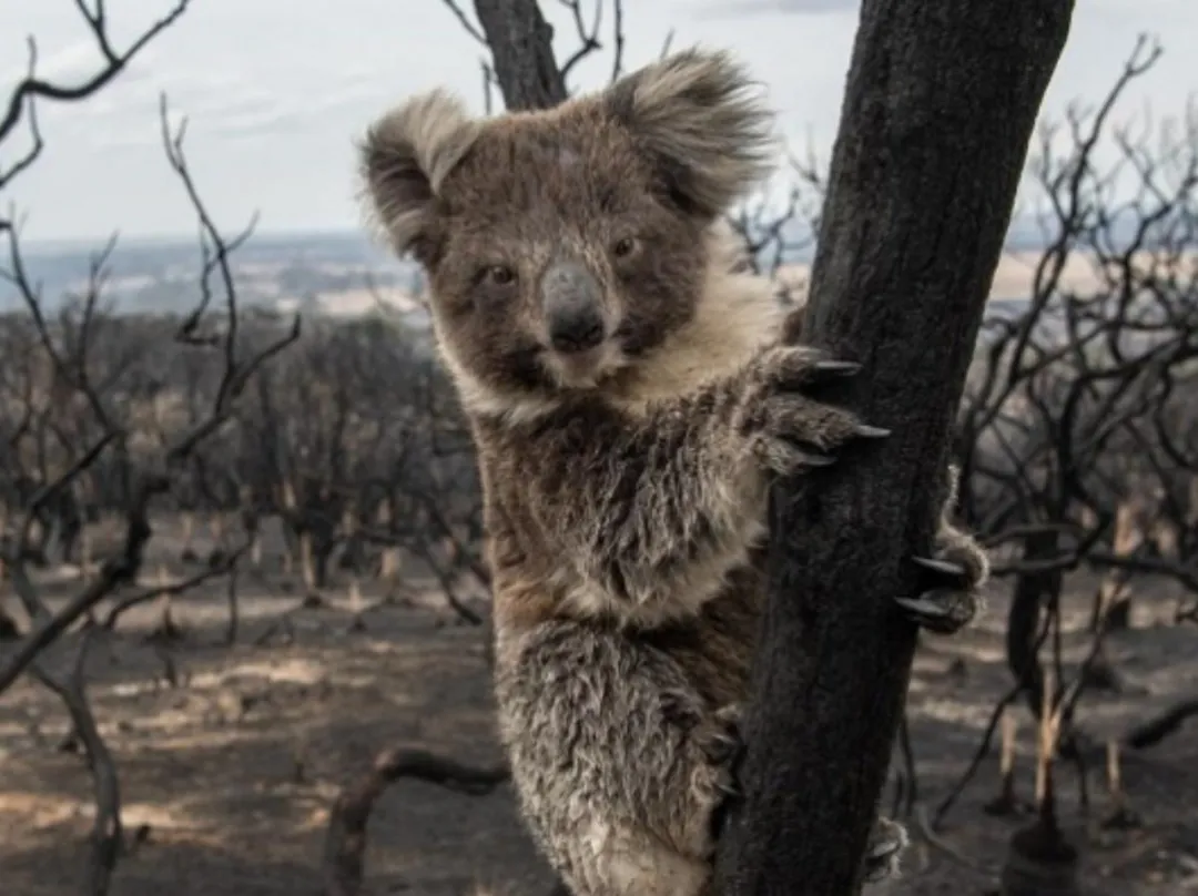 考拉快灭绝了？澳洲野外考拉三年狂少30%，只剩3万多只了