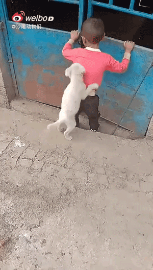 人类已经无法阻止宠物狗了……