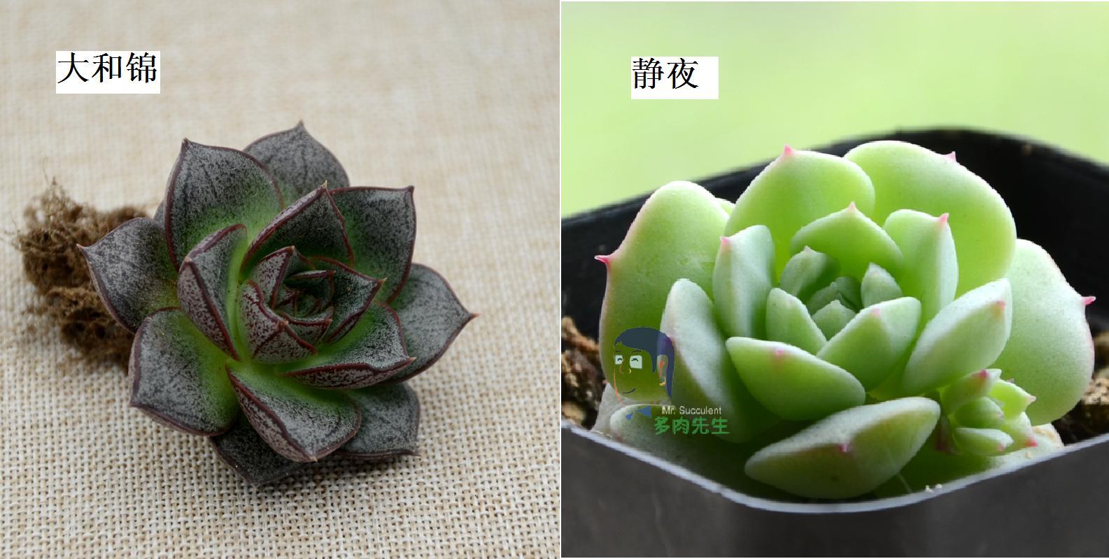 苯巴蒂斯 他是谁的娃 最美的状态是啥样 多肉先生 Mdeditor