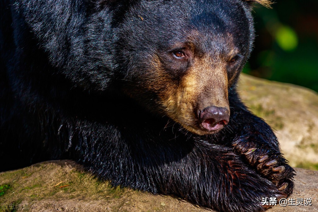 The Tibetan mastiff fights three black bears bravely. In terms of