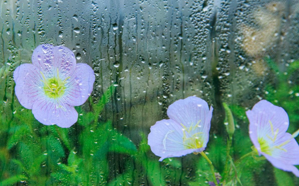 当暴雨遇见古诗词，十五首有关暴雨的诗词，欣赏暴雨的气势与景象?