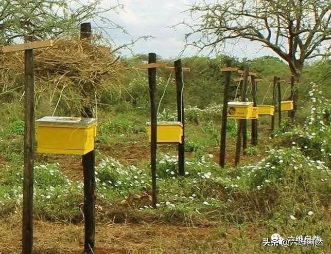 奇特动物趣闻：体型相差几千万倍，大象听到蜂声，10秒内会逃走-第4张图片-大千世界
