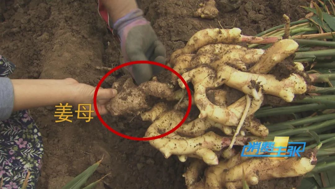 新姜收獲！有人整畝出售，有人窖里深藏，生姜價格走向何方？