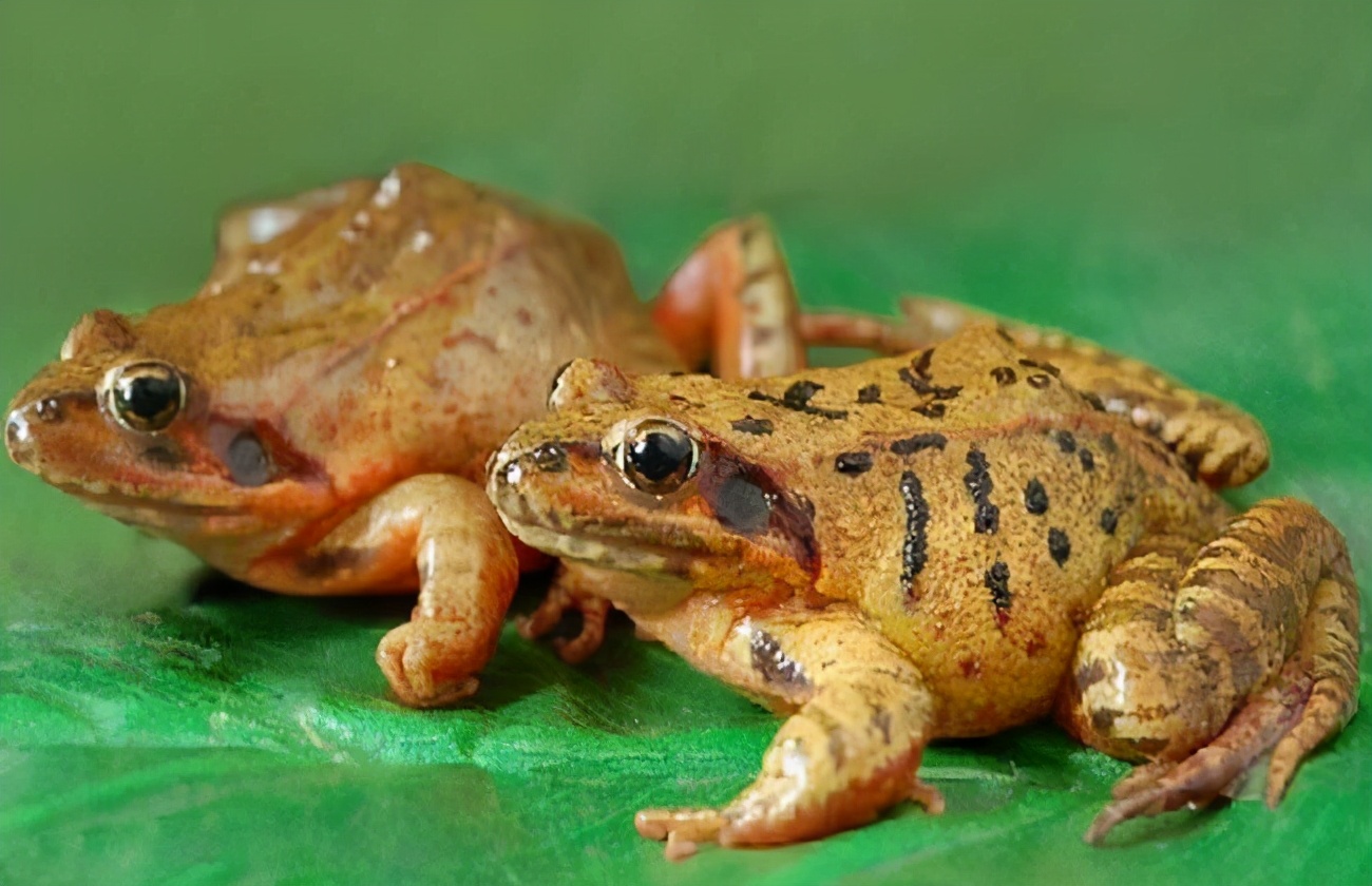 林蛙从野生动物转为增殖渔业物种