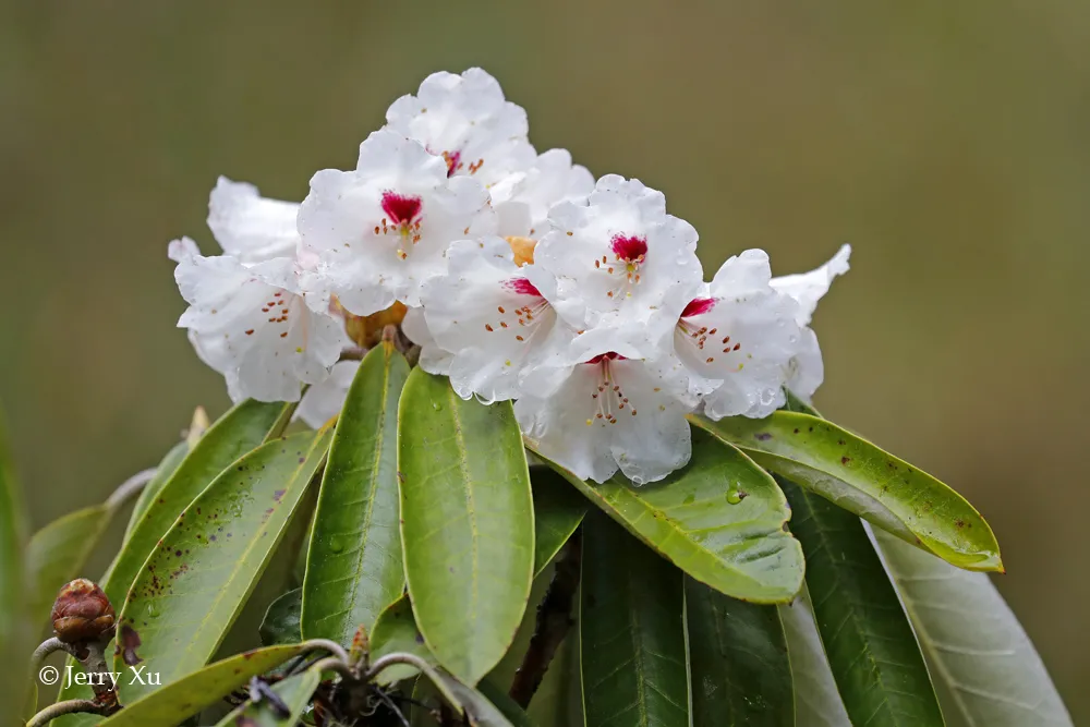 Jerry带团的野去林芝桃花节第四团凯旋，大片连连