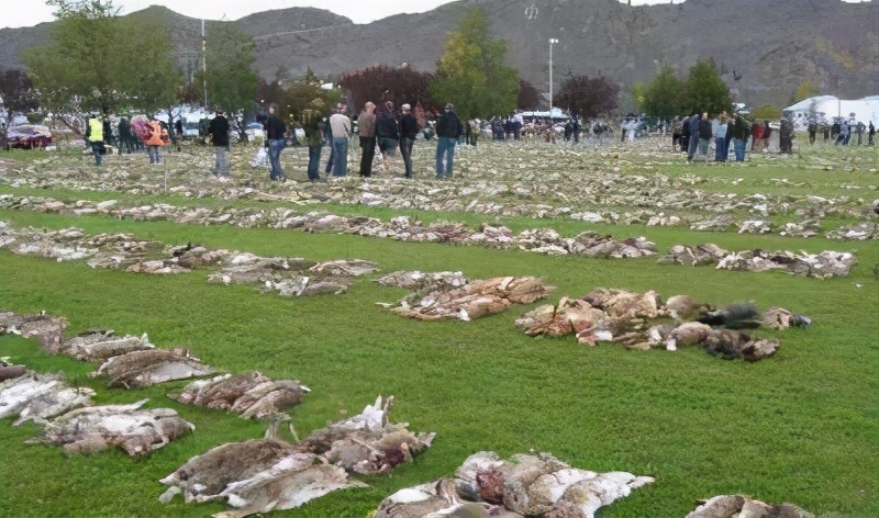 澳洲野兔泛滥堪称灾难，澳政府对百亿野兔的六次围剿只能说尽力了