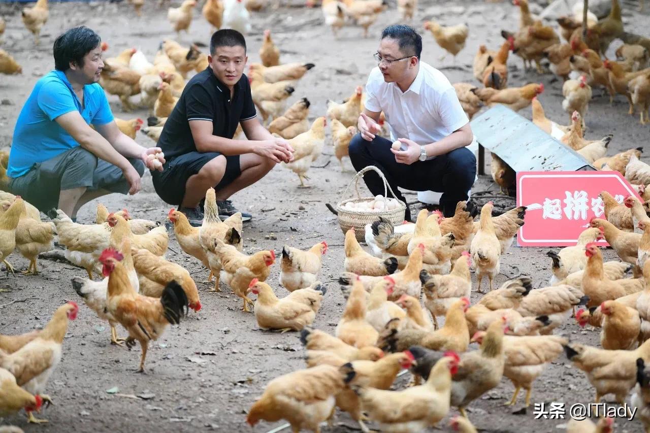 拼多多&ldquo;百亿农研专项&rdquo;，中国化智慧农业的分野与新局