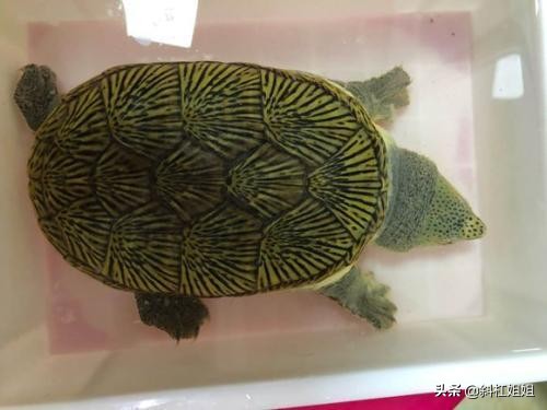 全球烏龜排行榜，十大排名