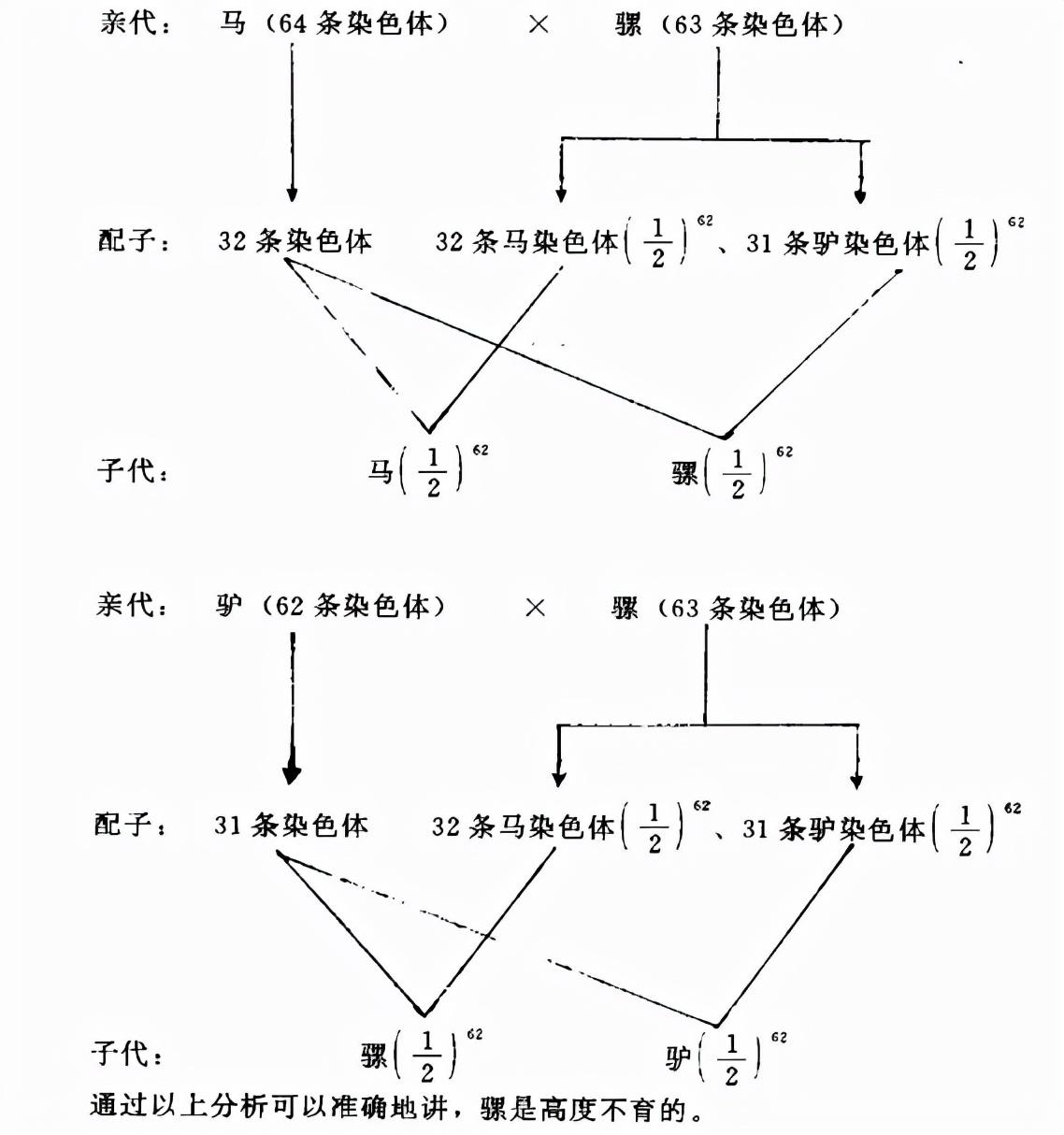 騾子沒有生育能力,為什麼卻沒有滅絕?原來是「馬和驢」惹的禍 - 頭條匯