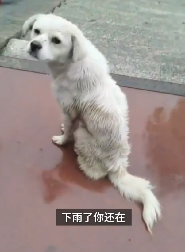 小白狗在桥上痴痴等待 下雨都不走 路过学生忍不住相助 其他 蛋蛋赞