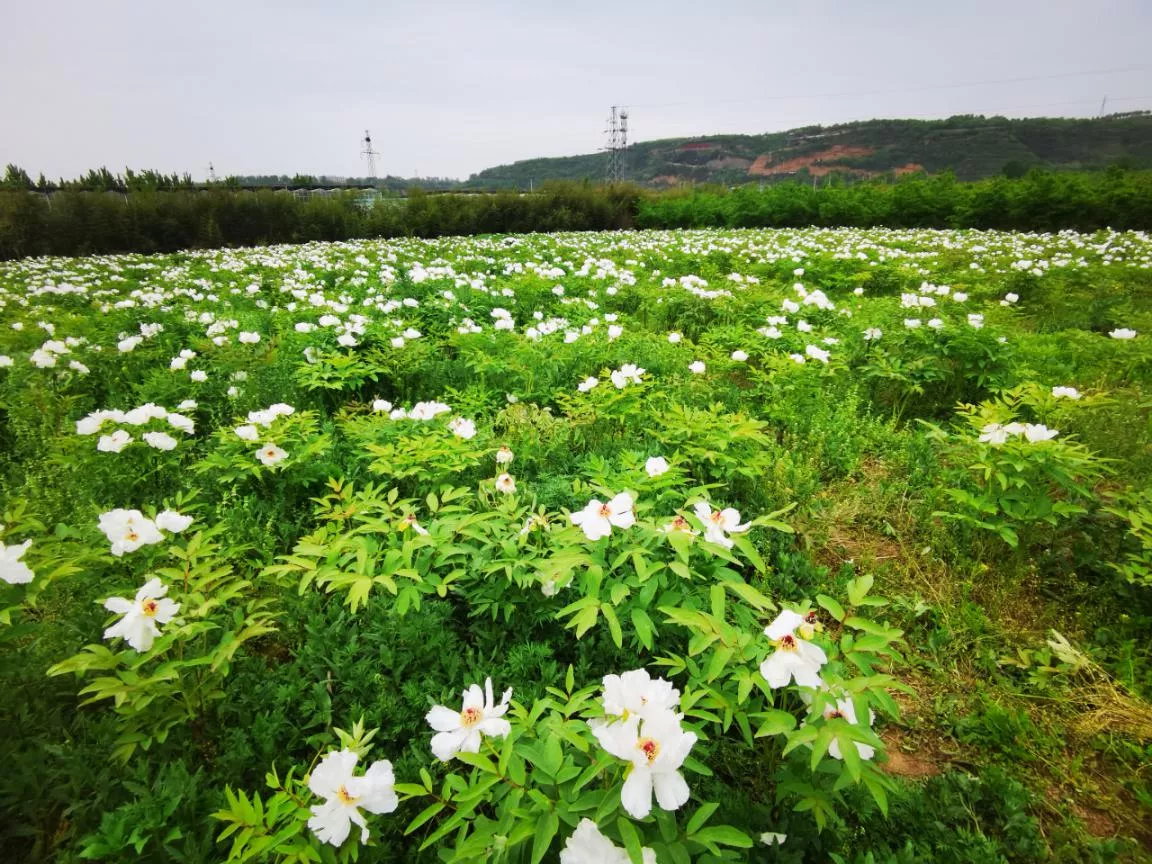 �ԷǷ��¾�ƽ������δ��Ϊ����ʦ������3000Ķ��ѧ���Ͷ���������