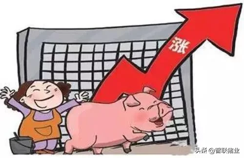 今日猪价！全国继续飘红，东北领涨