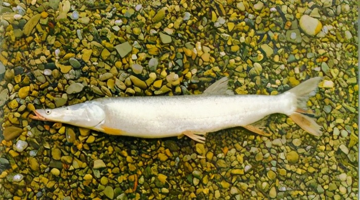 中国淡水鱼图集一489