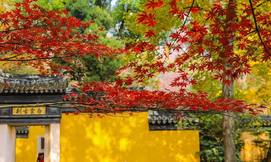 Missing these 14 maple viewing areas in November is equivalent to missing the entire autumn