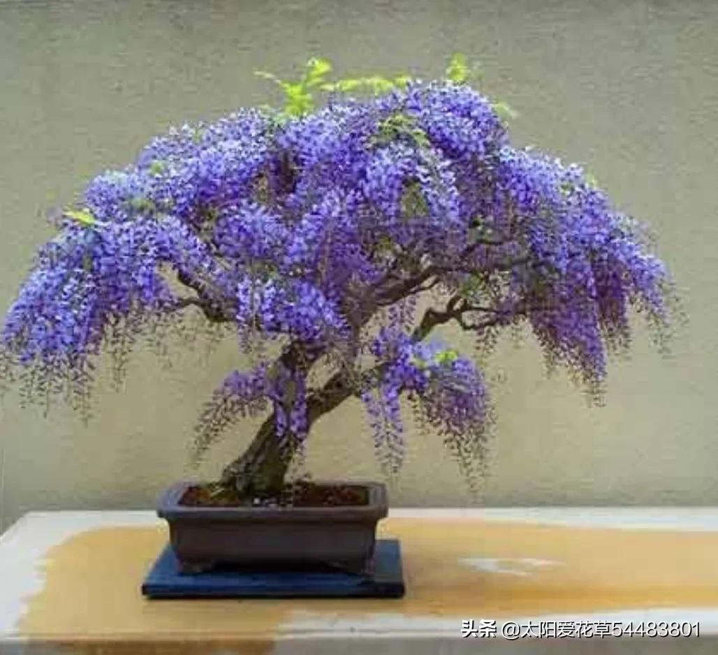 盆栽紫藤怎么养殖 掌握6个方法 春季开花美丽极了 资讯咖