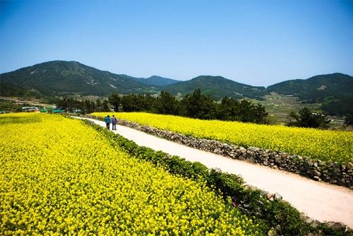 韩国春季赏花胜地,好多人旅行都会去的地方