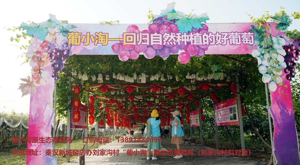 等你来摘!秦汉新城葡小淘的葡萄熟了!陕西农业品牌