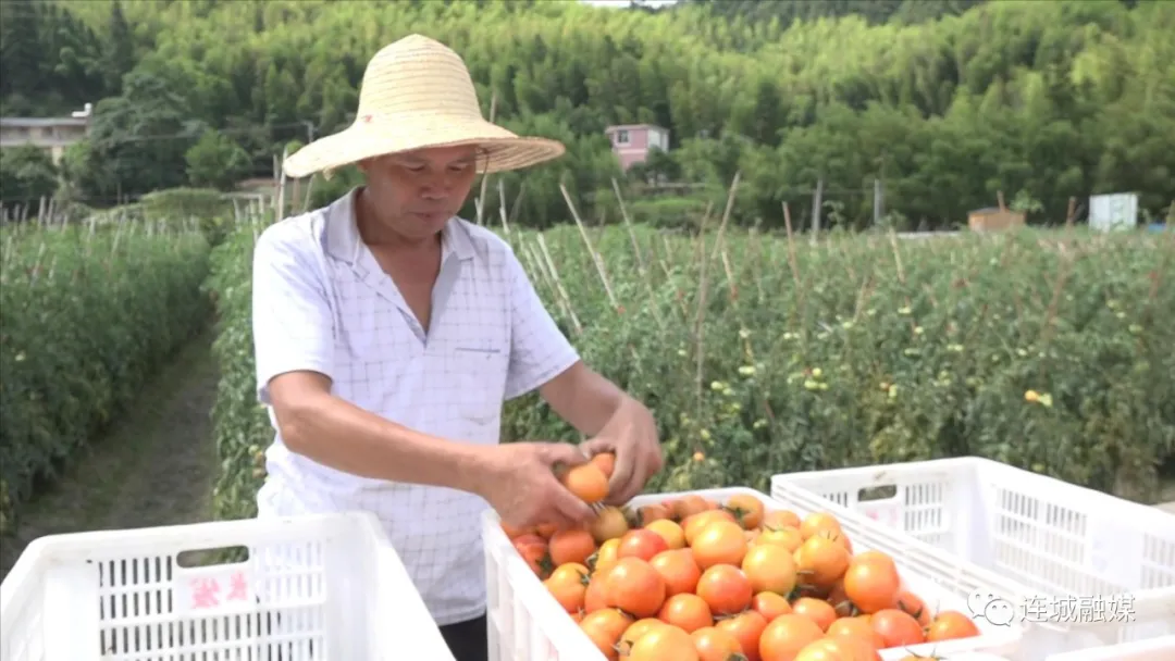「全面推進鄉村振興」文亨：種植綠色生態西紅柿 打造“一村一品”特色產業