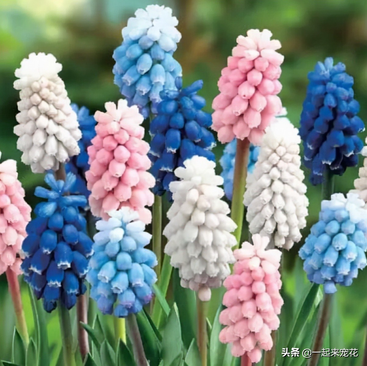 Choose it when you grow flowers in November, the flowers are fresh and