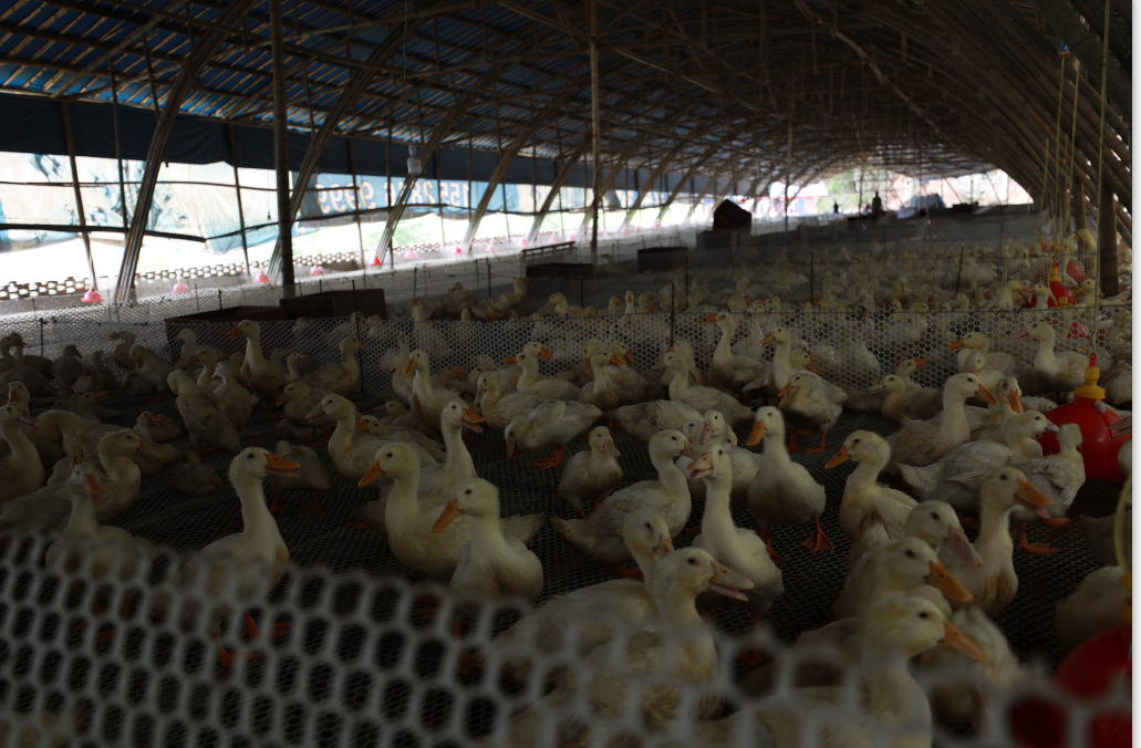 图 10冯店镇黄坪村养鸭场图 11冯店镇玉兔村秋韵中药材专业合作社的