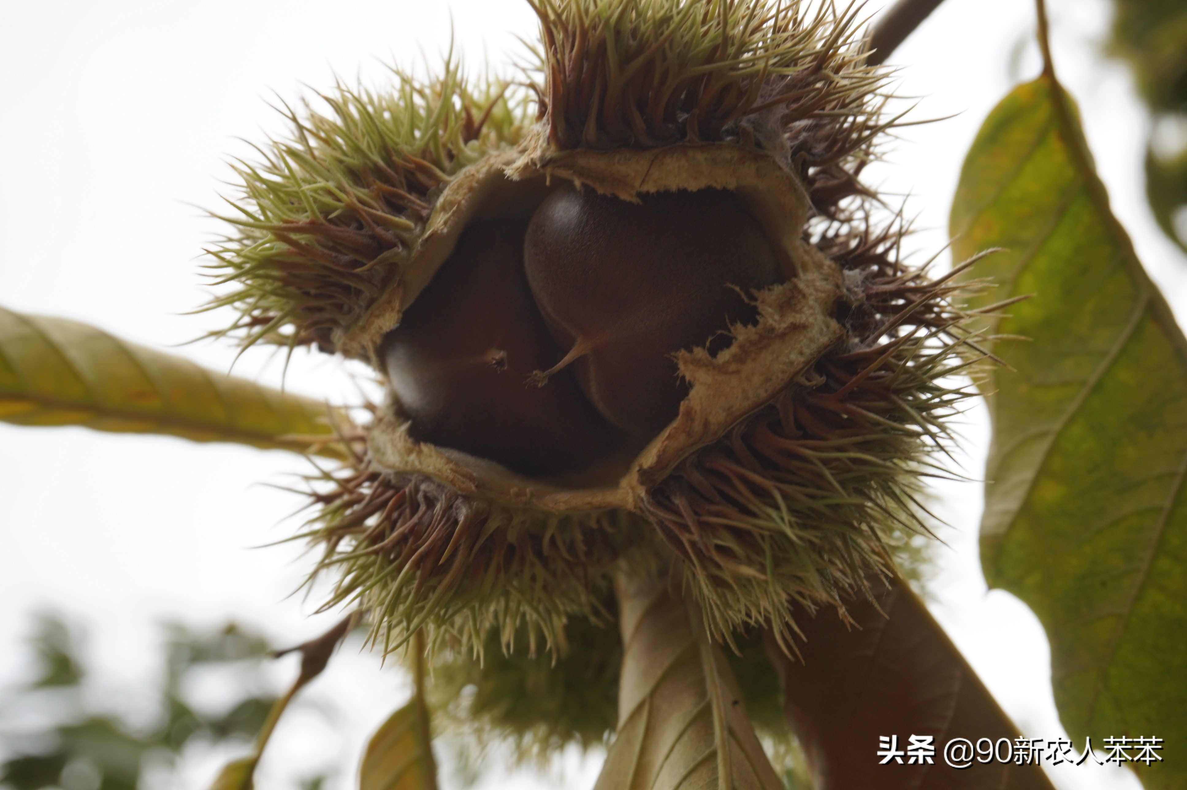 板栗到底应该怎么吃呢，今天学会这几种方法，板栗吃出最高境界