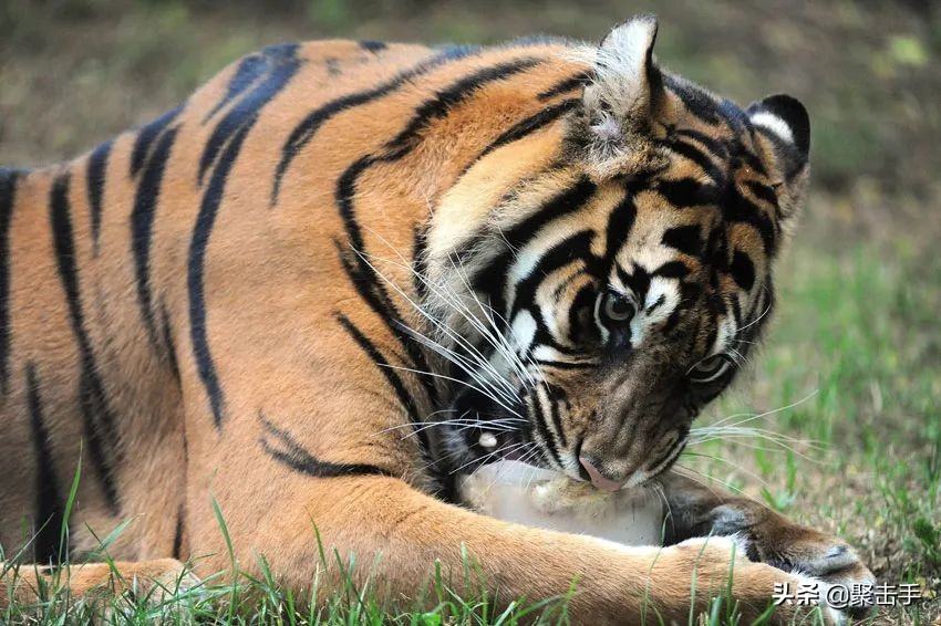 全球首例！老虎被传染新冠肺炎！