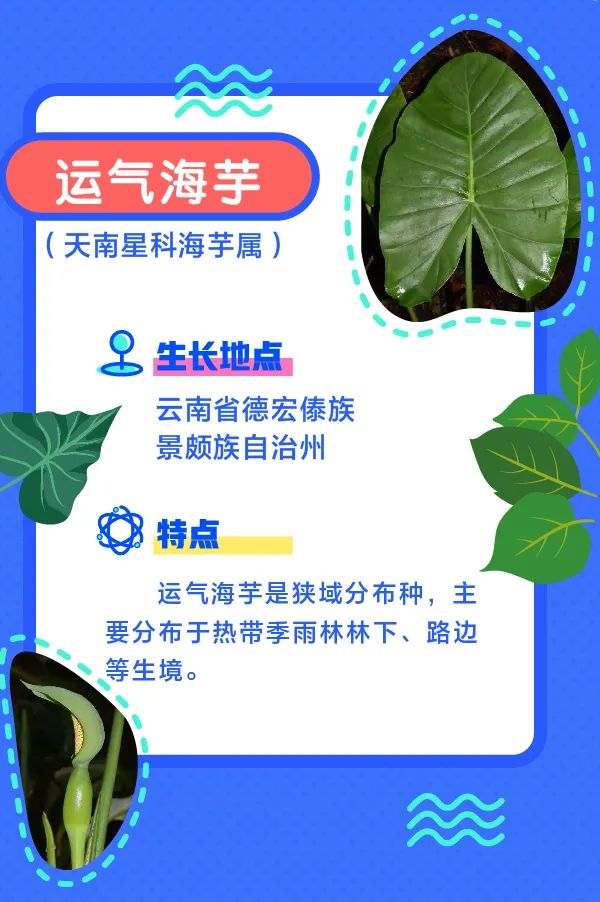 誰還不是個“小可愛”！這些動植物新物種你見過嗎？