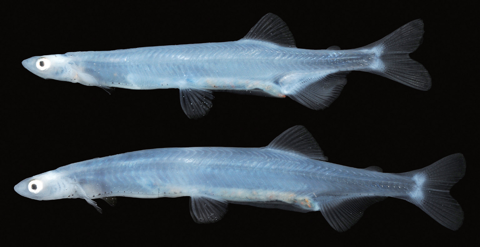 太湖银鱼移植席卷多片水域土著鱼被搞得鸡犬不宁命悬一线