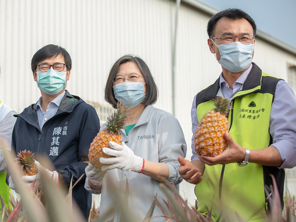 台湾菠萝卖不出去！岛内名嘴再放厥词：每人每天吃36斤对抗大陆