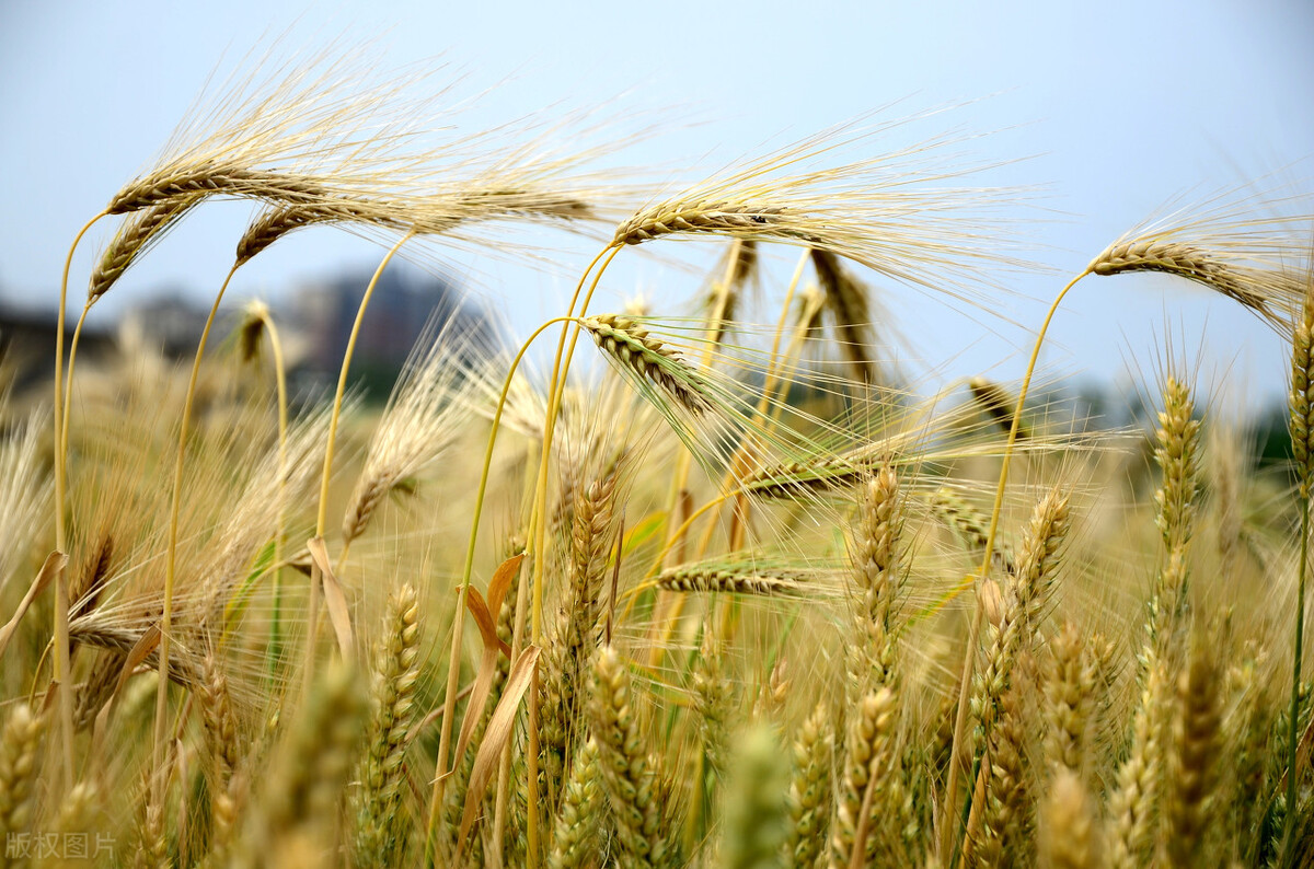 今年气候反常，警惕2种灾害，收小麦“抢”字应当先，农民早准备