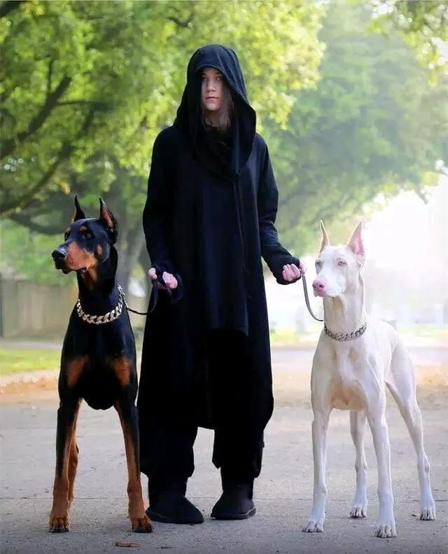 各国猛犬大全，建议收藏