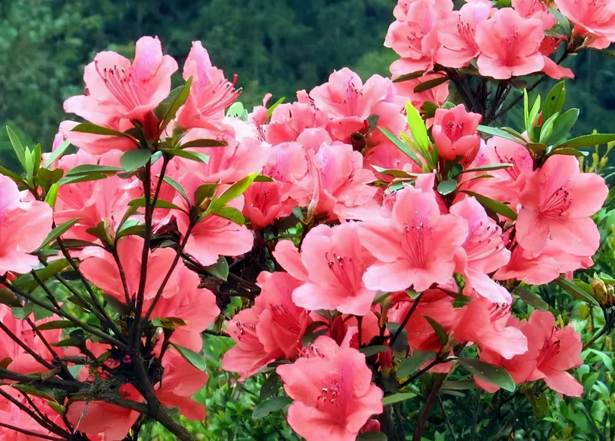 中國十大名花，美呆了
