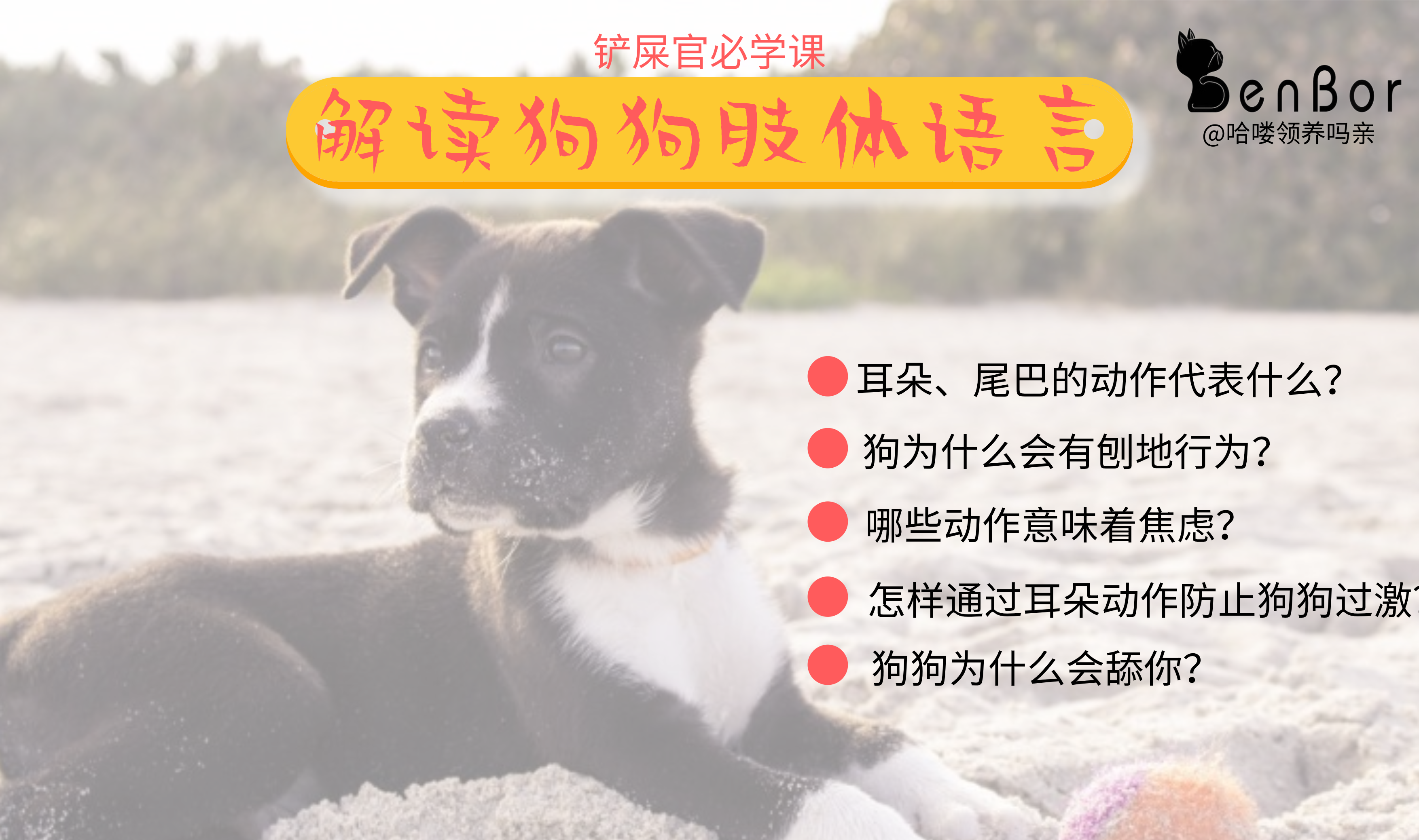 狗狗舔你代表什么？流浪狗為何愛夾著尾巴？一文讀懂狗狗的肢體語