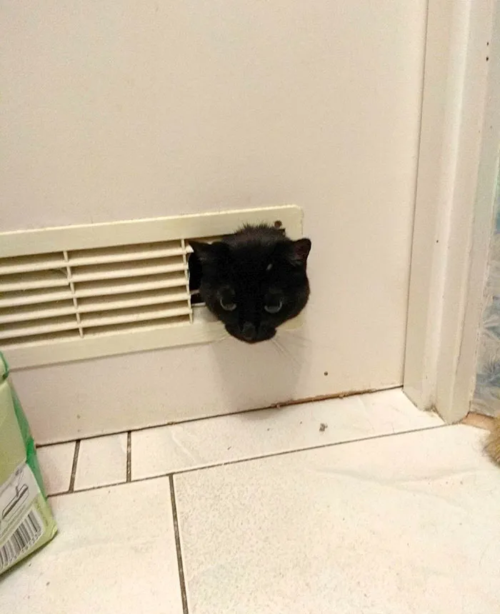 一组猫咪偷窥主人的图片：看你上厕所，盯你洗澡，每张都中招