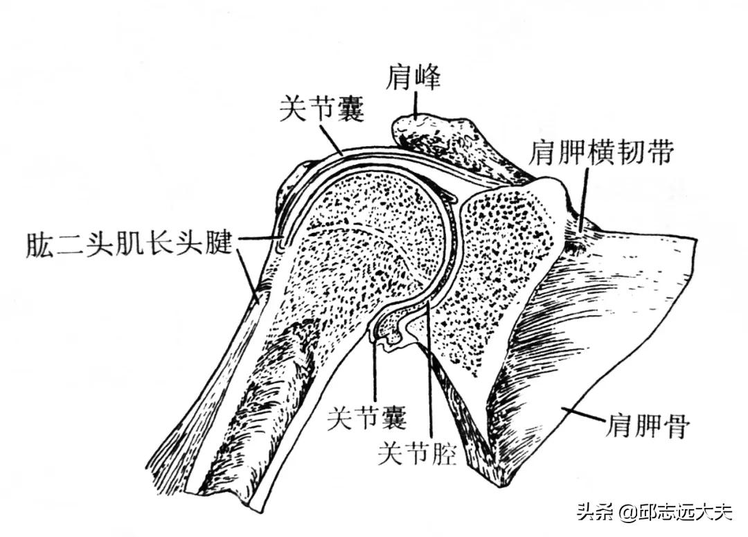 Treatment of shoulder arthritis iNEWS