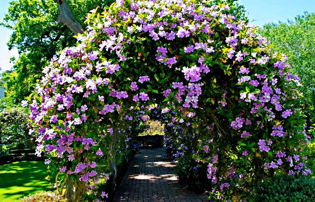 非洲凌霄 紫雲藤 欣賞 資訊咖