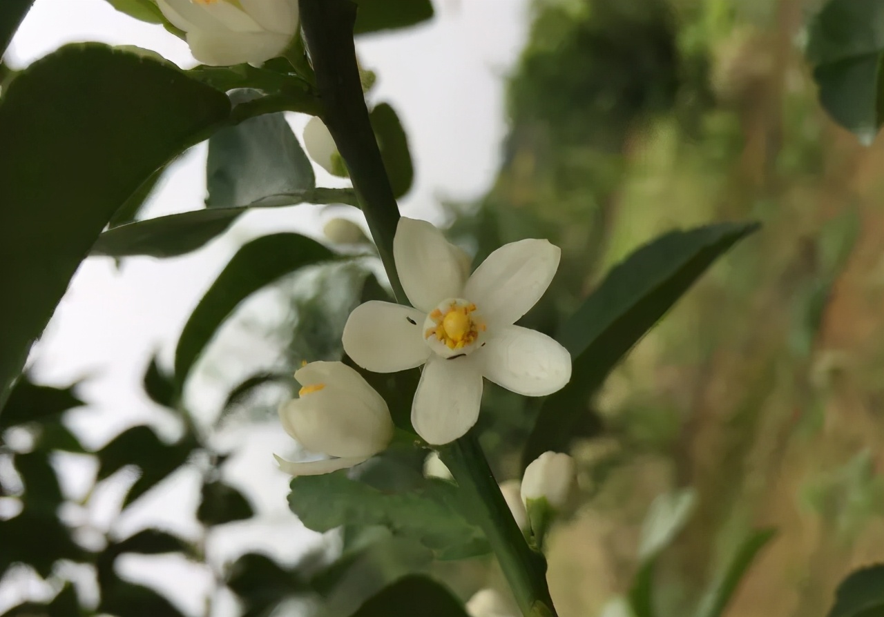 柑橘花前花后防好蓟马，花皮果少一半，你弄懂了吗？