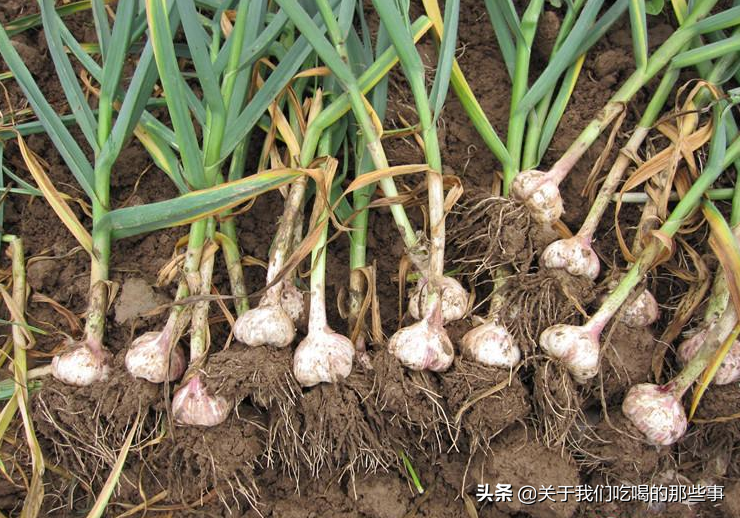 為何大蒜放在超市不發芽，買回家沒幾天就發芽？原來門道多著呢
