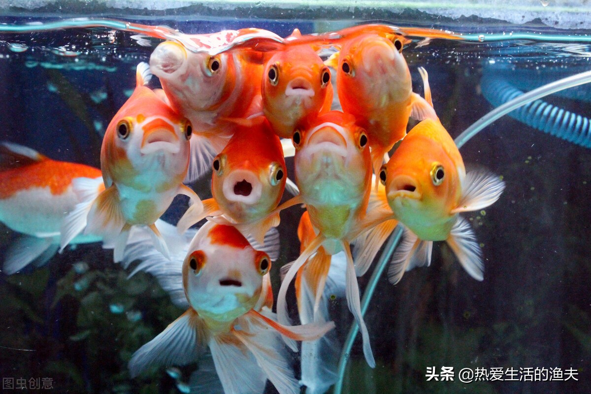 魚缸開缸養水的正確方法 最全開缸養水攻略 看完你就會弄 熱愛生活的漁夫 Mdeditor