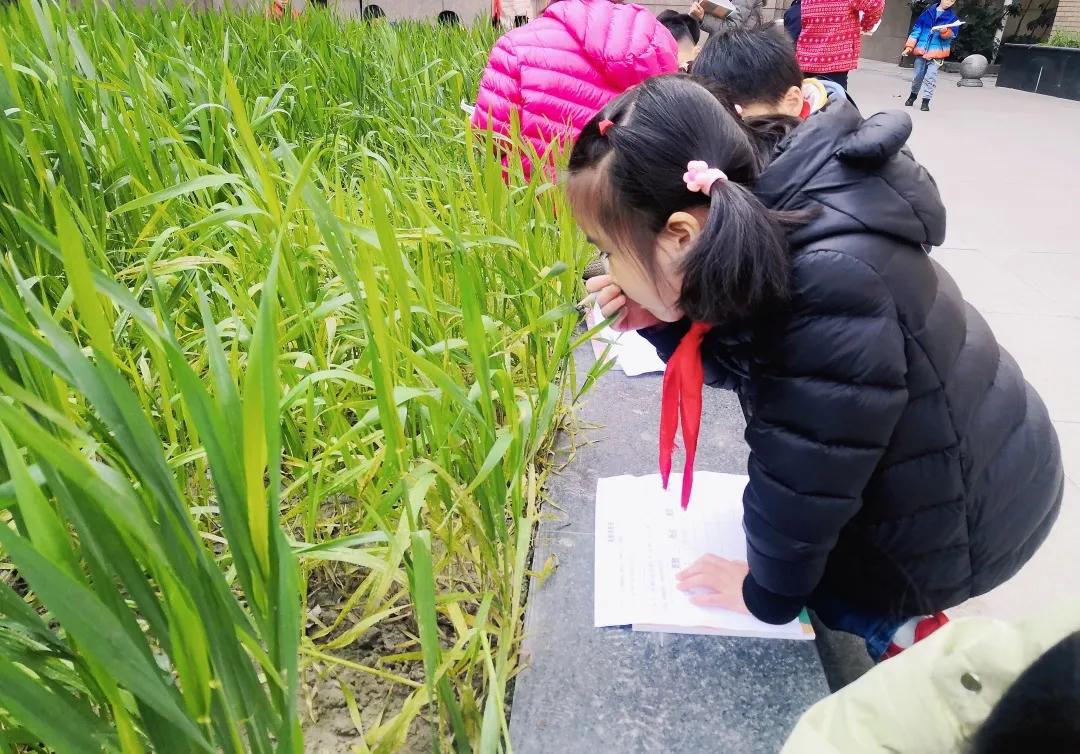 带上五官到校园里寻找春天——成都市华中附小大自然的语文课