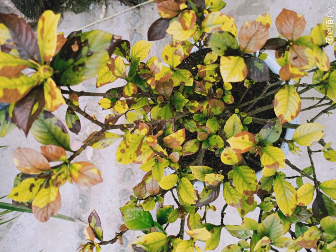 The yellowing of gardenia leaves is a distress signal, regardless of