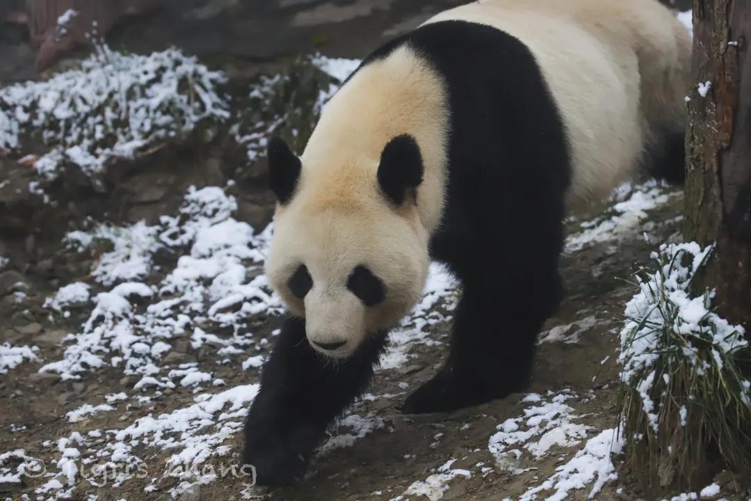 冰雪世界里的奇幻森林——唐家河、卧龙自然观察记