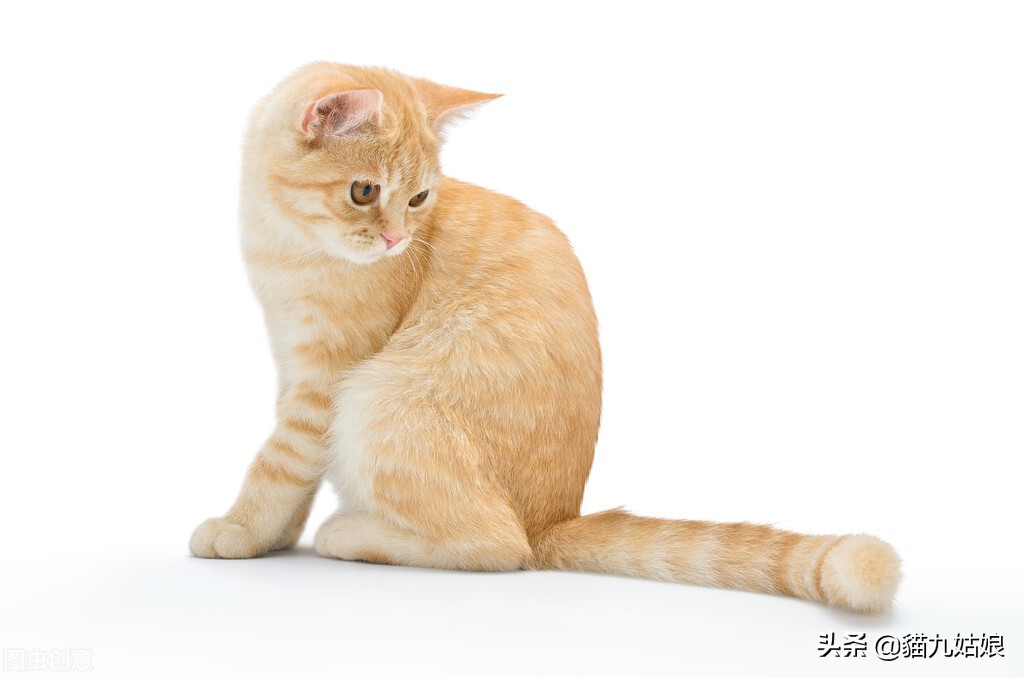 Why can't you touch the cat's tail? iNEWS